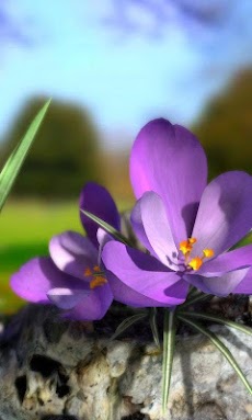 Nature Live ❁ Spring Flowers 3のおすすめ画像1