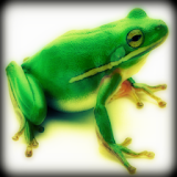 Frog Sound Effects icon