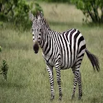 Cover Image of Download Zebra Pictures 1.0.0 APK