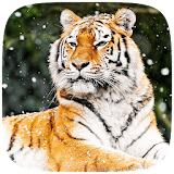 Cool Tiger Live wallpaper icon