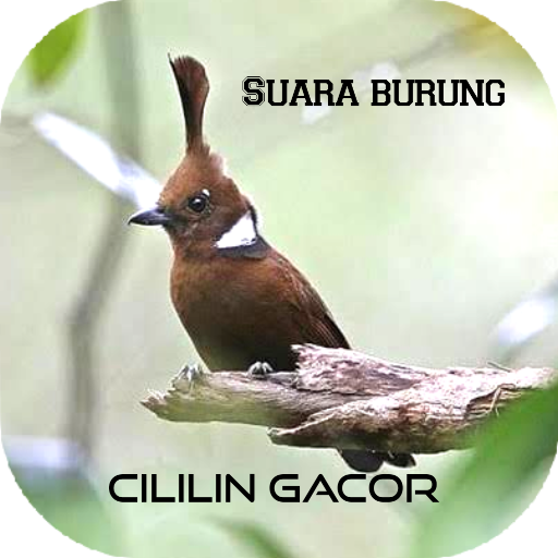Suara burung cililin gacor Download on Windows