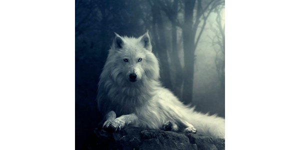 white wolf wallpapers hd