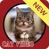 cat video collection icon