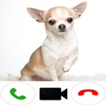 Cover Image of ダウンロード Chihuahua Dog Video Call  APK