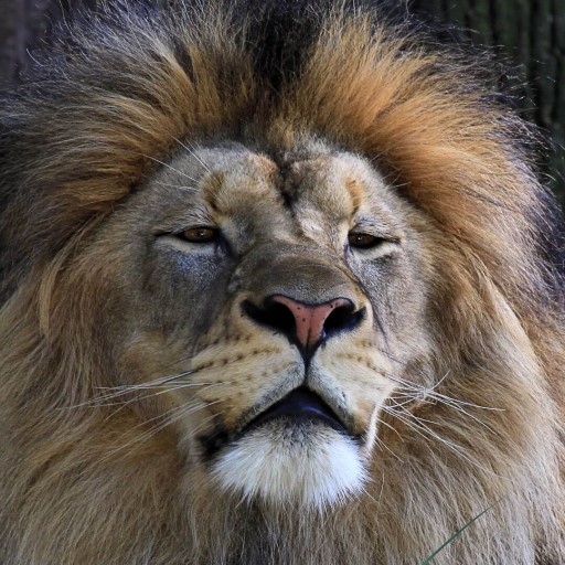 Lion Wallpapers 4K Backgrounds logo