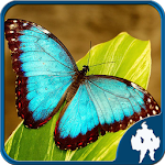 Cover Image of Download Butterfly Jigsaw Puzzles  APK