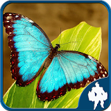 Butterfly Jigsaw Puzzles icon
