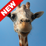 Cover Image of ダウンロード Giraffe Wallpapers - Screen Background 1.0 APK