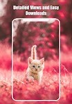 screenshot of Cute Cats & Kittens Wallpapers