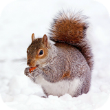 SQUIRREL Wallpapers v1 icon
