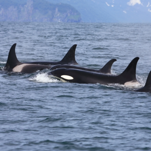 Killer Whale sounds logo