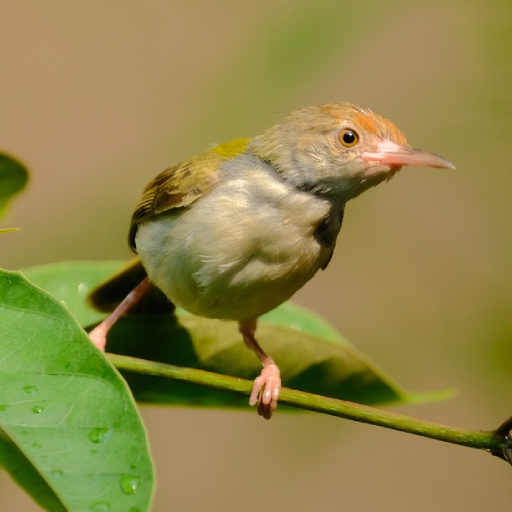 Tailorbird Sounds logo