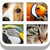 Close Up Animals - Kids Games icon