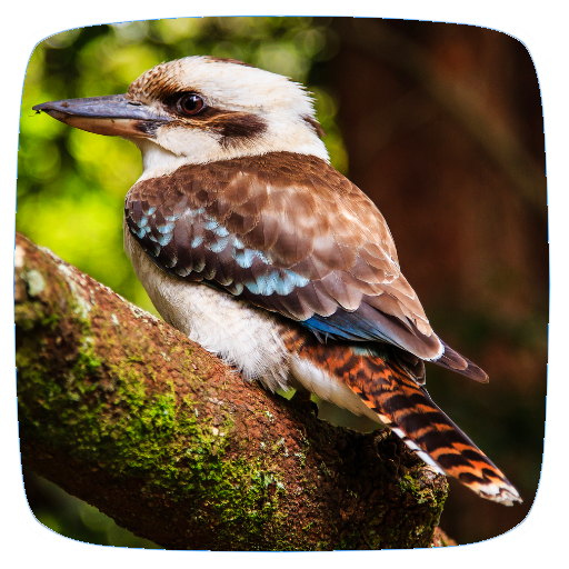 Kookaburra Sounds logo