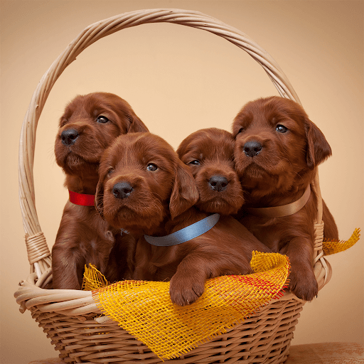 Cute Puppy Jigsaw Puzzles Screen 2