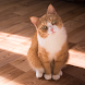 かわいい猫の壁紙 - かわいい猫の写真 - Androidアプリ