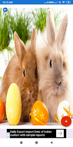 Easter Bunny HD Wallpapers