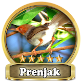 Chirping prenjak Top icon