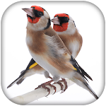 Cover Image of Download Goldfinch Master Mp3 4.0 APK
