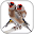 Goldfinch Master Mp3 Download on Windows