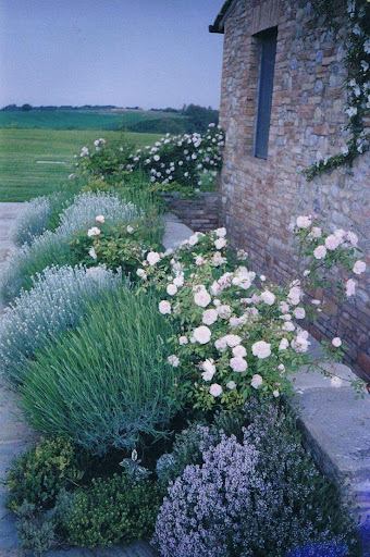 Rose Garden Screenshot 4 - AppWisp.com