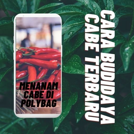Cara Budidaya Cabe Terbaru