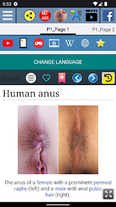 Human Anus Anatomy