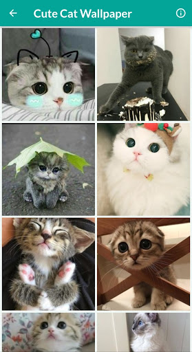 Cute Cat Wallpaper Screen 2