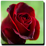 Red Flowers Wallpapers icon