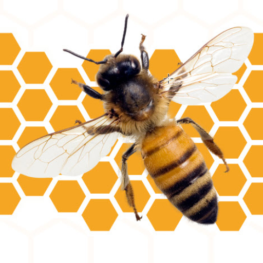 The BeeMD Logo