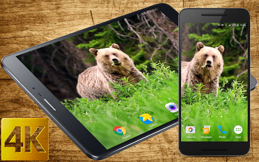 Android application Bear 4K Live Wallpaper screenshort