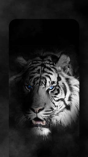 Wild Tiger Live Wallpapers Themes