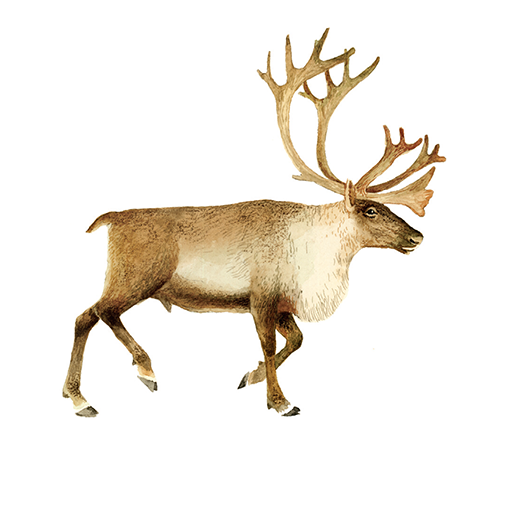 Амьтны улаан данс logo