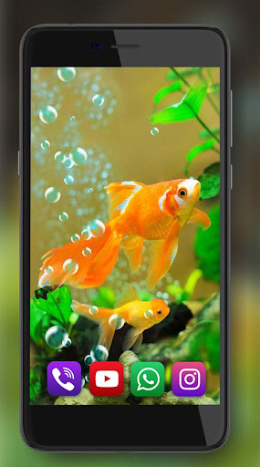 Fishes Gold Aquarium HD