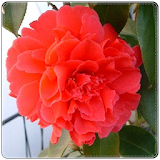 New Begonia Flowers Onet Game icon