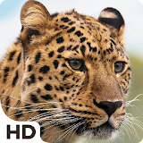 Leopard HD Wallpapers icon