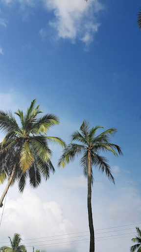 Download Coconut Tree Wallpaper Free for Android - Coconut Tree Wallpaper  APK Download 
