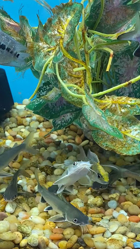 Android application catfish wallpaper screenshort
