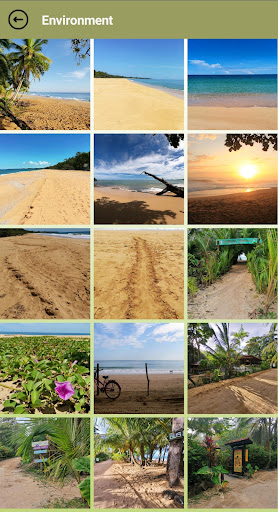 Bluff Beach and Forest Screen 3