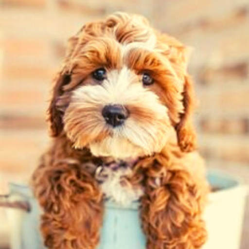 Puppy and Dog Cute Wallpaper