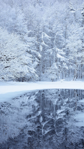 Cold jungle wallpapers Screen 3