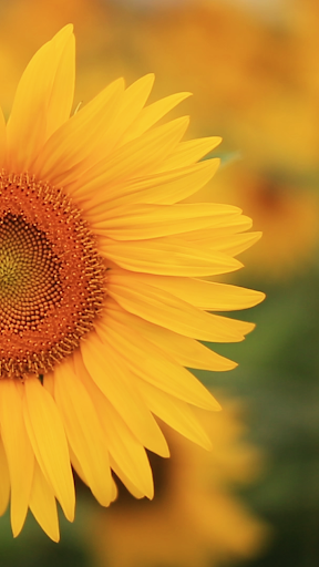 Flower Video Wallpapers