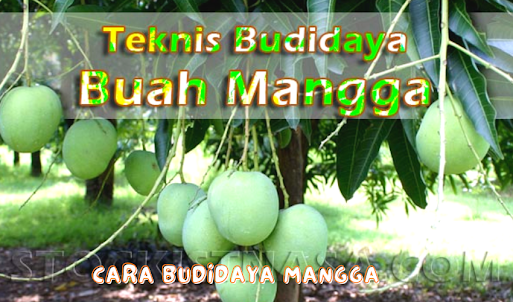 Cara Budidaya Mangga