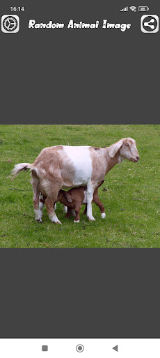 Random Animal Image Screen 2