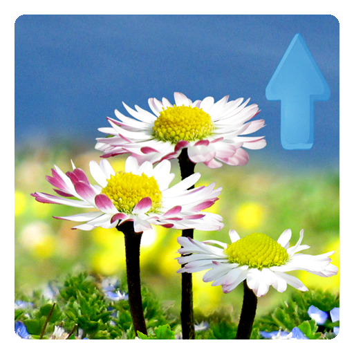 Daisy Flowers Live Wallpaper 1.1 Icon