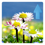 Daisy Flowers Live Wallpaper icon
