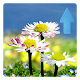 Daisy Flowers Live Wallpaper Download on Windows
