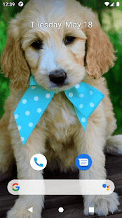 Cute Dog Wallpapers Screenshot