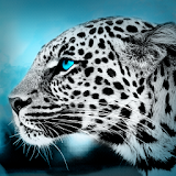 Blue Eyes Atom Theme icon