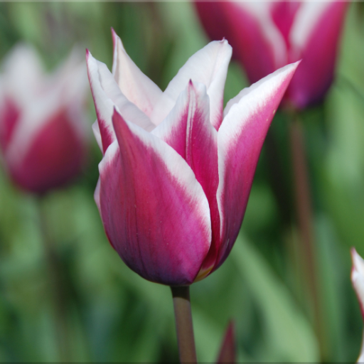 Plant & Flower Identification  Icon